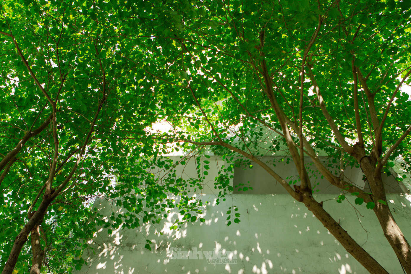 Bức tường trắng sinh động bởi những tia nắng xuyên qua tán cây. Bức tường trắng sinh động bởi những tia nắng xuyên qua tán cây.