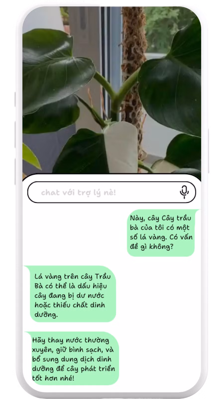 Chụp ảnh và hỏi đáp với trợ lý ảo để kiểm tra tình trạng bên ngoài của cây. Chụp ảnh và hỏi đáp với trợ lý ảo để kiểm tra tình trạng bên ngoài của cây.