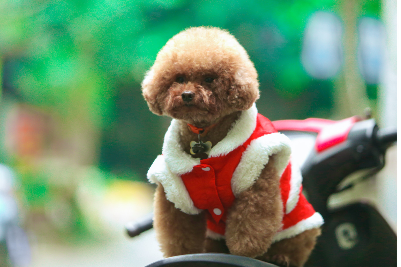 Nhiều người coi thú cưng như một người thân trong gia đình nên ngày Tết, nhu cầu chăm sóc thú cưng tăng chóng mặt. Nhiều người coi thú cưng như một người thân trong gia đình nên ngày Tết, nhu cầu chăm sóc thú cưng tăng chóng mặt.