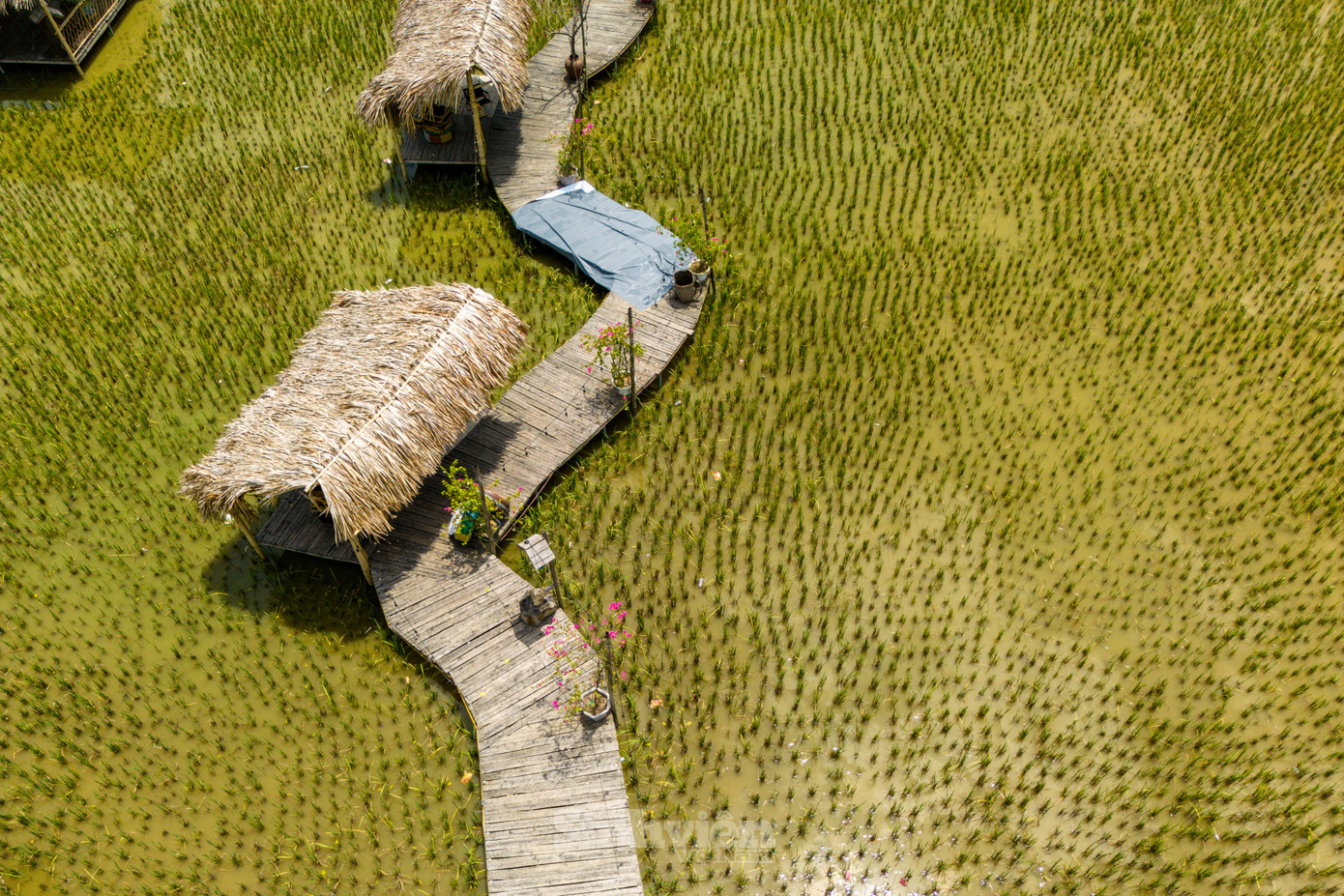 Ghi nhận của PV ngày 17/6, cánh đồng lúa xã Phụng Châu, Chương Mỹ đã thu hoạch, nhìn từ trên cao, quán cà phê vẫn được bao phủ bởi các gốc lúa màu xanh.