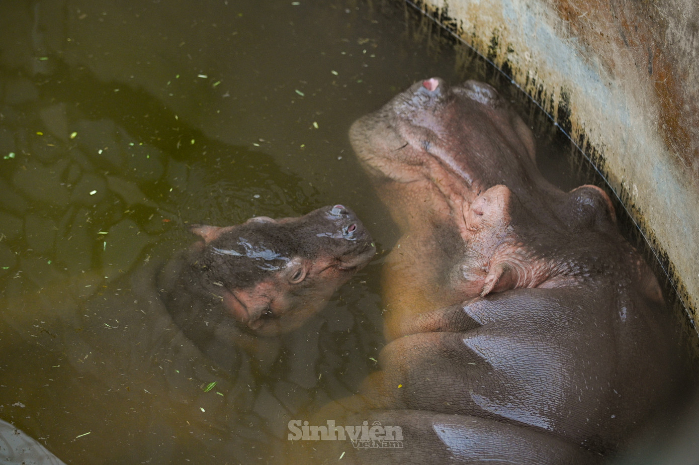 Do tập tính của loài, hai mẹ con hà mã dành phần lớn thời gian lặn, ngủ dưới nước. Nhiều bạn trẻ tiếc nuối khi không gặp được 'hà mã baby'.