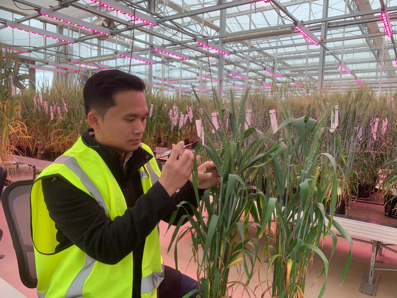 Thiện trong quá trình nghiên cứu về công nghệ gene phục vụ sản xuất lúa mì lai (đề tài nghiên cứu sinh).