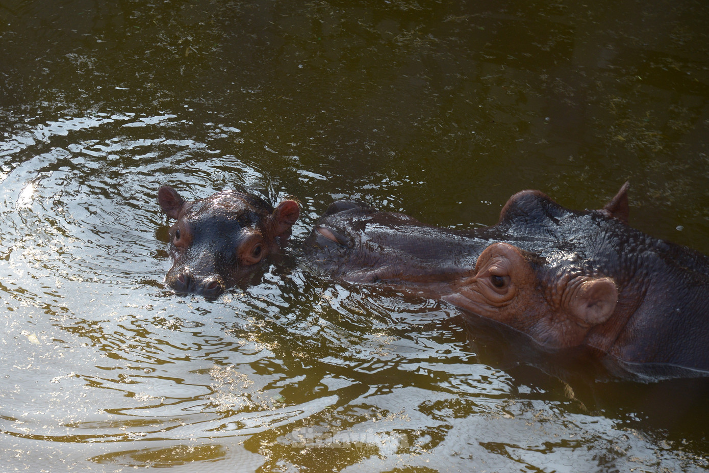 Chia sẻ với phóng viên, ông Nguyễn Công Nghiệp - Phó Tổng Giám đốc Công ty TNHH MTV Vườn thú Hà Nội cho biết: "Tháng 12/2023, Vườn thú Hà Nội tiếp nhận một cá thể hà mã cái trưởng thành. Ngày 23/07/2024, hà mã mẹ đã sinh sản ra một chú hà mã đực, trông rất ngộ nghĩnh, đáng yêu, đây cũng là lần đầu tiên Vườn thú Hà Nội có hà mã sinh sản."