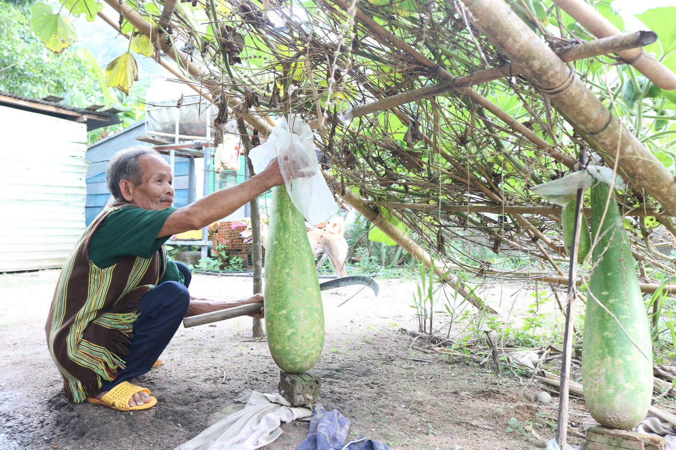Bố Yến đang chăm sóc vườn cây. Bố Yến đang chăm sóc vườn cây.