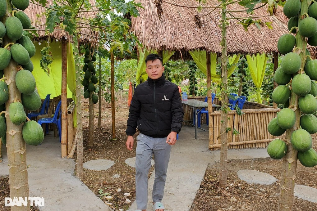 Anh Vi Văn Quang &quot;hái&quot; ra tiền mỗi ngày từ vườn đu đủ bỏ hoang (Ảnh: Hạnh Linh).