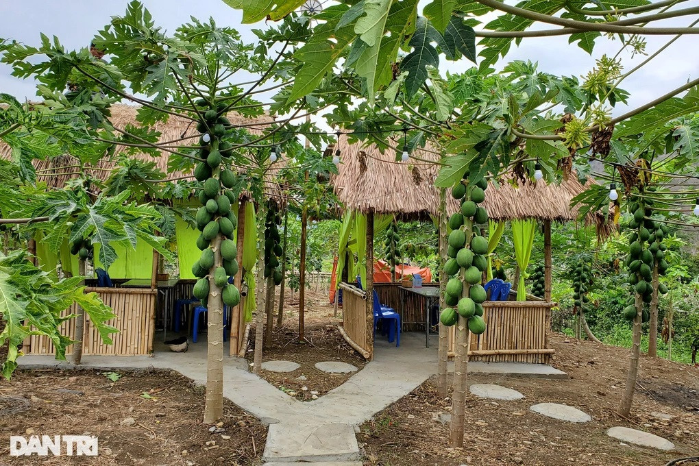 Dù khí hậu vùng biên khắc nghiệt nhưng vườn đu đủ phát triển, sinh trưởng tốt (Ảnh: Hạnh Linh).