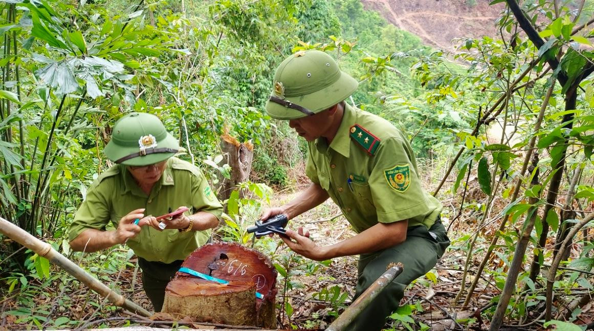 Cây rừng tự nhiên tái sinh bị chặt hạ trái phép tại tiểu khu 771, xã Cam Tuyền, huyện Cam Lộ. Ảnh: KL. Cây rừng tự nhiên tái sinh bị chặt hạ trái phép tại tiểu khu 771, xã Cam Tuyền, huyện Cam Lộ. Ảnh: KL.