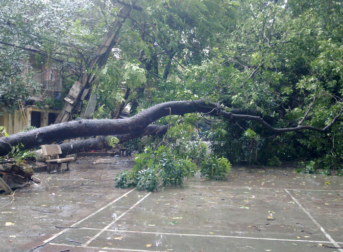 Hai cây xà cừ khoảng 30 năm tuổi bị gió quật đổ