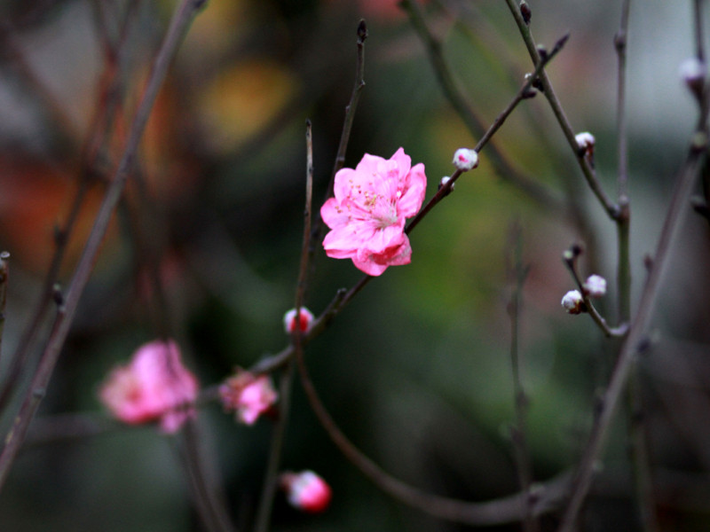 Đào có sắc hồng thắm