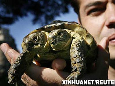 Rùa một mai hai đầu tại Geneva