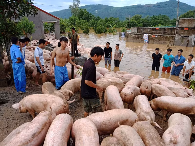 Sập 2 cầu treo ở Quan Hóa ảnh 7