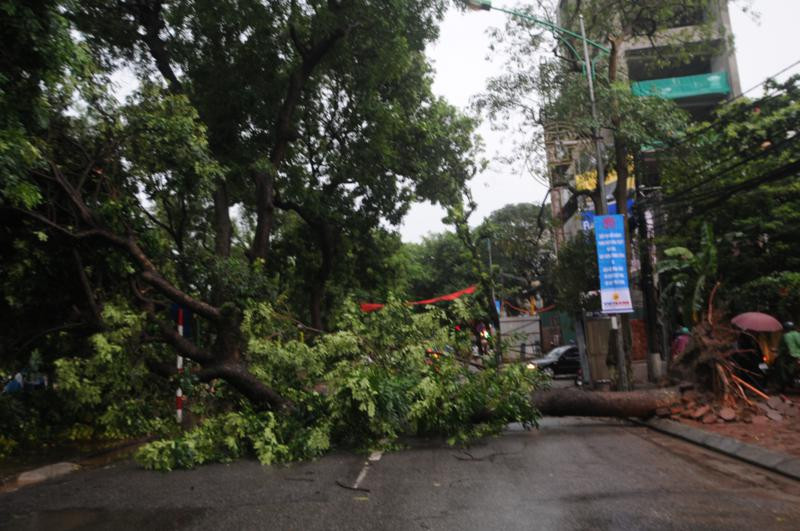 Cây xà cừ đổ ngang đường Nguyễn Du, đoạn giữa Hồ Thiền Quang