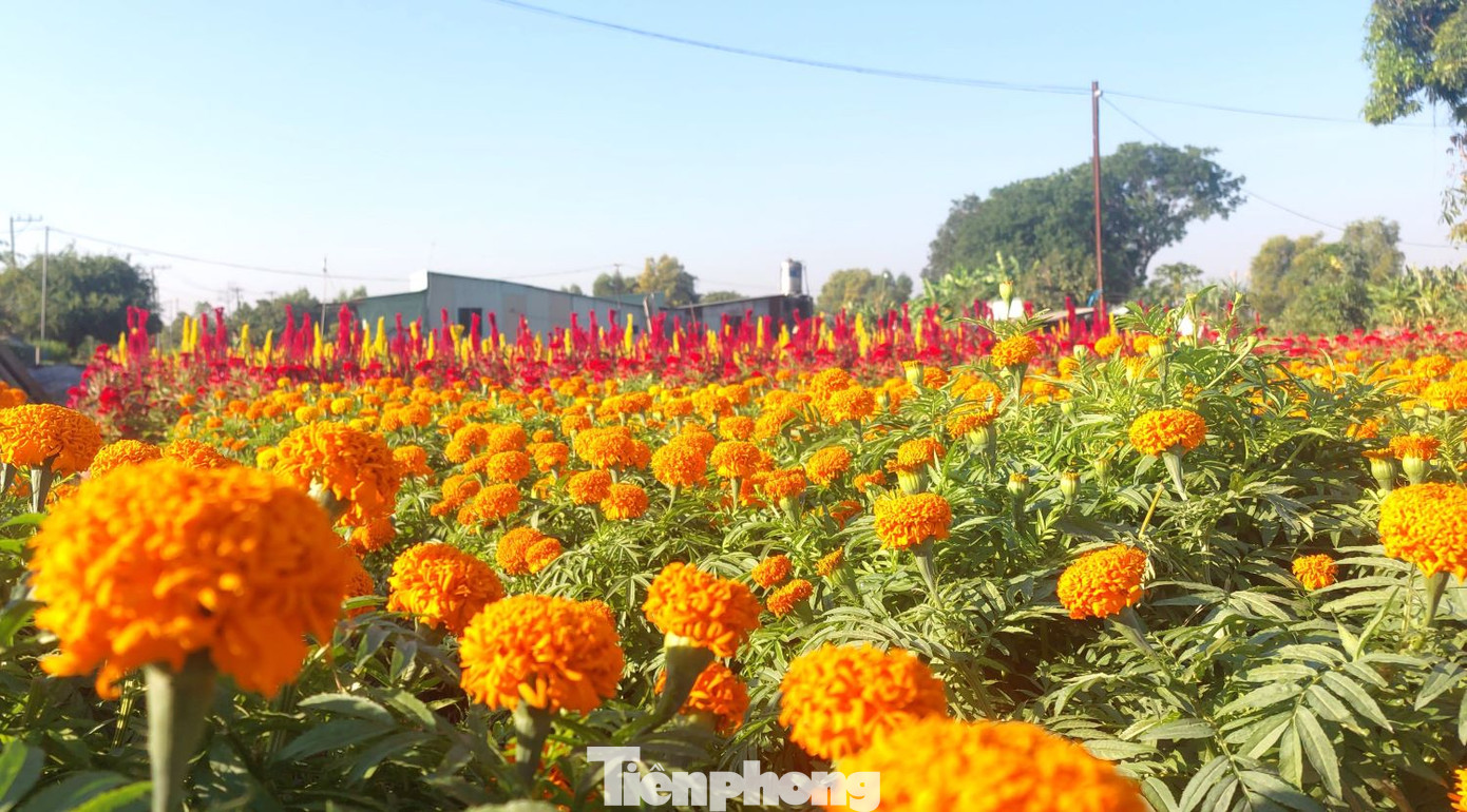 Thời điểm này, các nông dân đang tất bật với những công đoạn cuối cùng để chăm chút cho cây hoa đẹp hơn trước khi đưa ra thị trường.