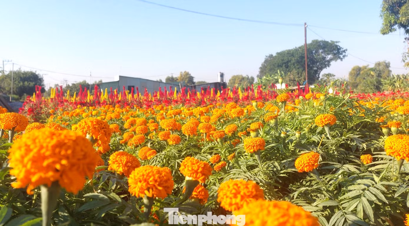 Thời điểm này, các nông dân đang tất bật với những công đoạn cuối cùng để chăm chút cho cây hoa đẹp hơn trước khi đưa ra thị trường. Thời điểm này, các nông dân đang tất bật với những công đoạn cuối cùng để chăm chút cho cây hoa đẹp hơn trước khi đưa ra thị trường.