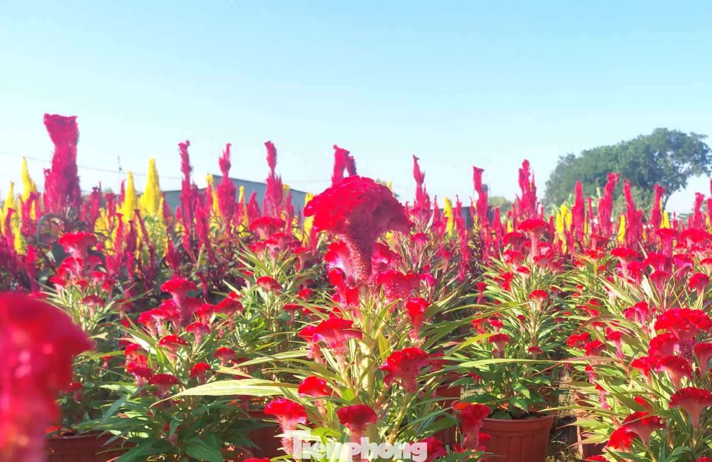 Hoa mào gà nở đỏ rực hứa hẹn một năm mới đủ đầy