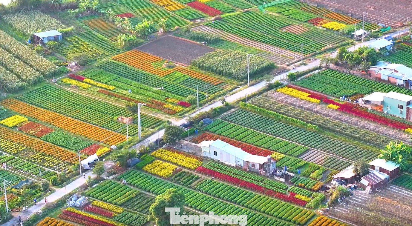 Ngày 13/1, ghi nhận của phóng viên báo Tiền Phong, cánh đồng hoa ở khu phố Tân Ba (phường Thái Hòa, thành phố Tân Uyên, tỉnh Bình Dương) đua nở, khoe sắc. Nông dân đã thu hoạch dần để giao cho thương lái.