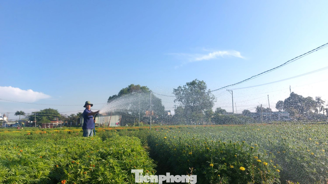 Nông dân chăm sóc hoa để cung cấp ra thị trường dịp Tết Nguyên đán 2025.