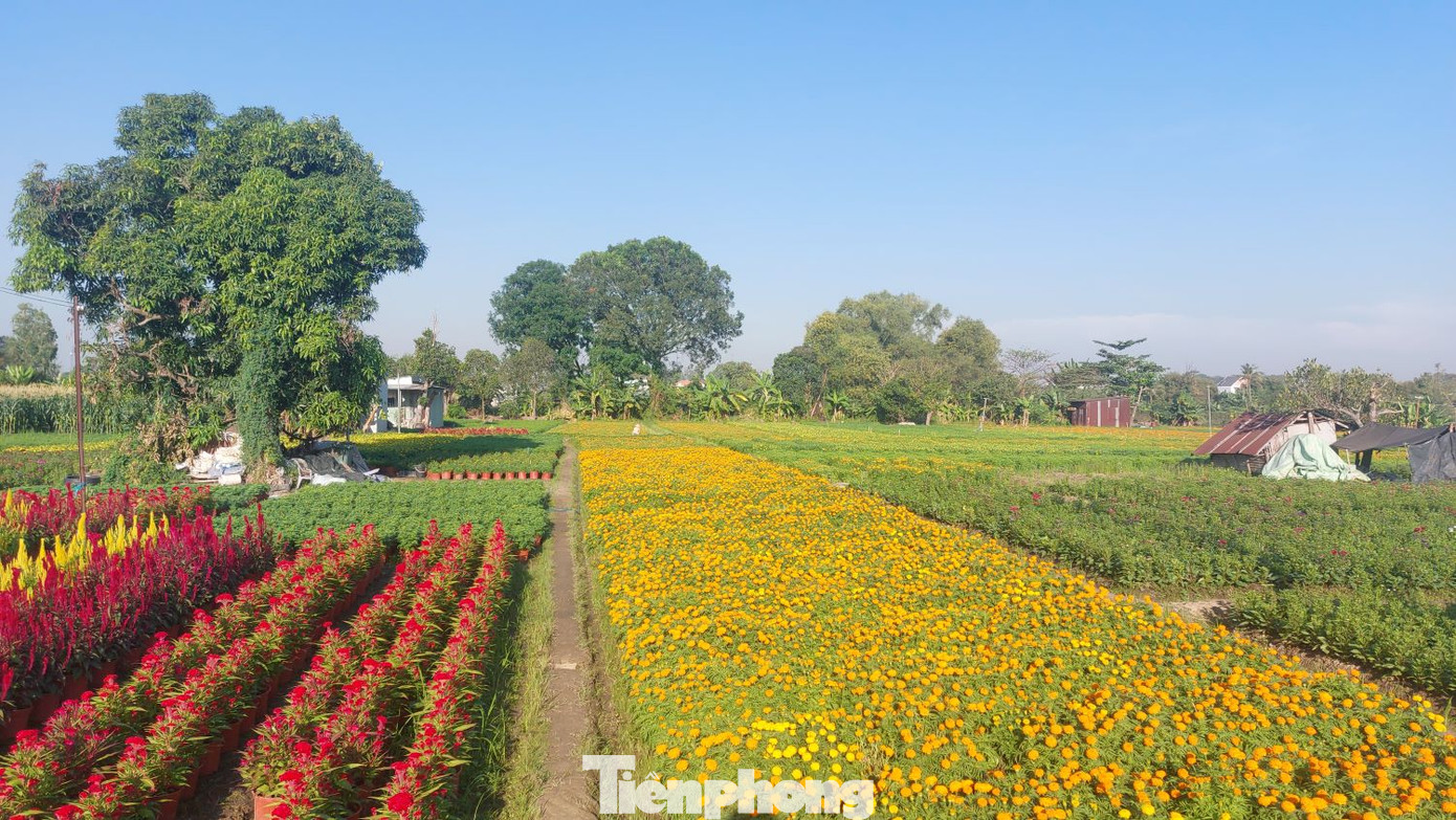 Làng hoa Tân Ba được duy trì hàng chục năm nay với diện tích khoảng 10 ha, được xem là thủ phủ hoa lớn nhất của tỉnh Bình Dương.