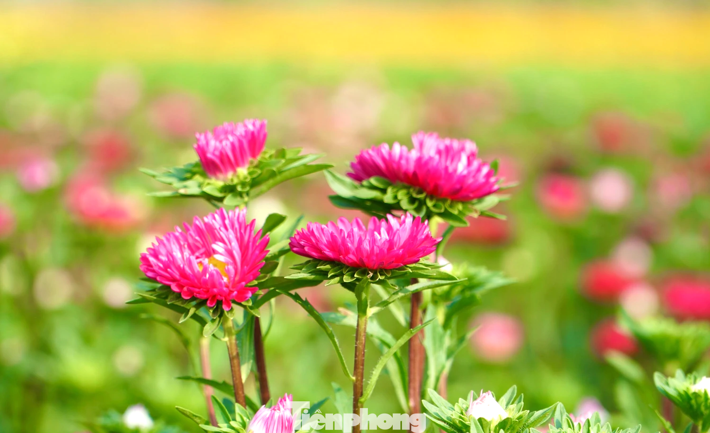 Cánh đồng hoa Tân Ba những ngày gần Tết Nguyên đán 2025 đồng loạt nở rộ, tạo nên không gian đầy thơ mộng.