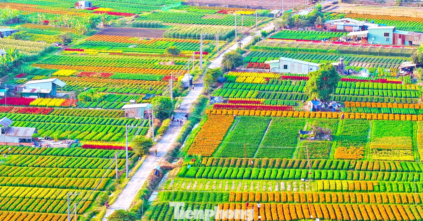 Cánh đồng hoa đa sắc.