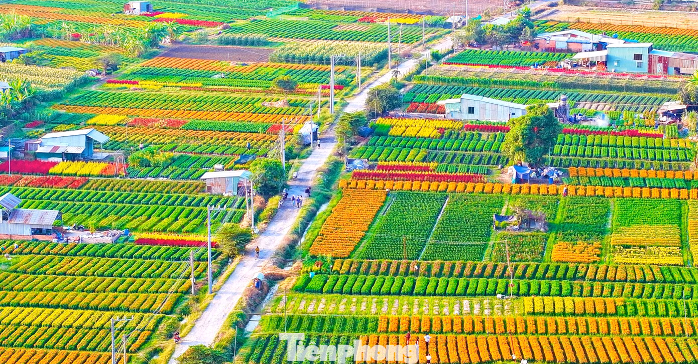 Cánh đồng hoa đa sắc. Cánh đồng hoa đa sắc.