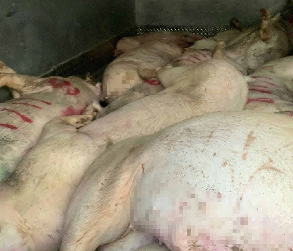 Công an phát hiện heo chết trên xe tải.