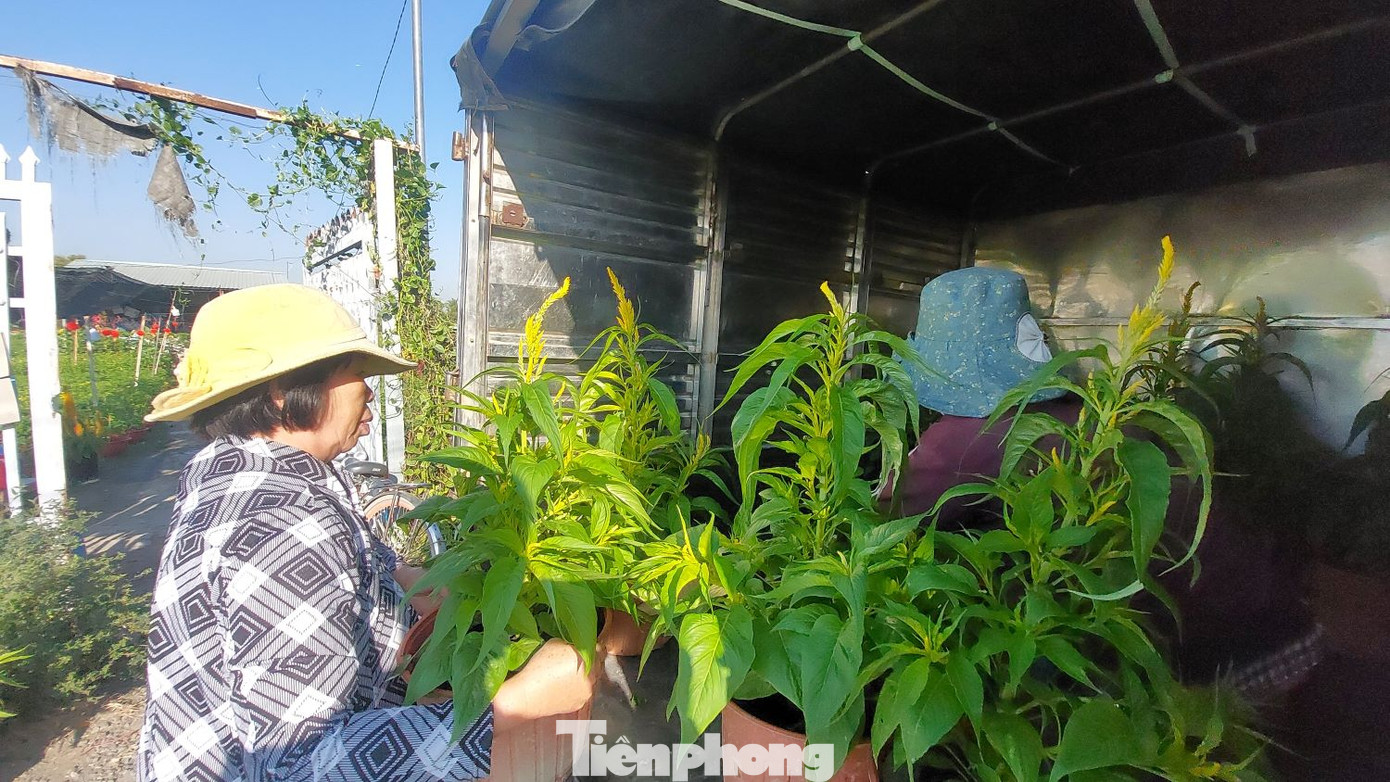 Một số thương lái đã bắt đầu thu mua hoa Tết để chuyển đến các điểm bán