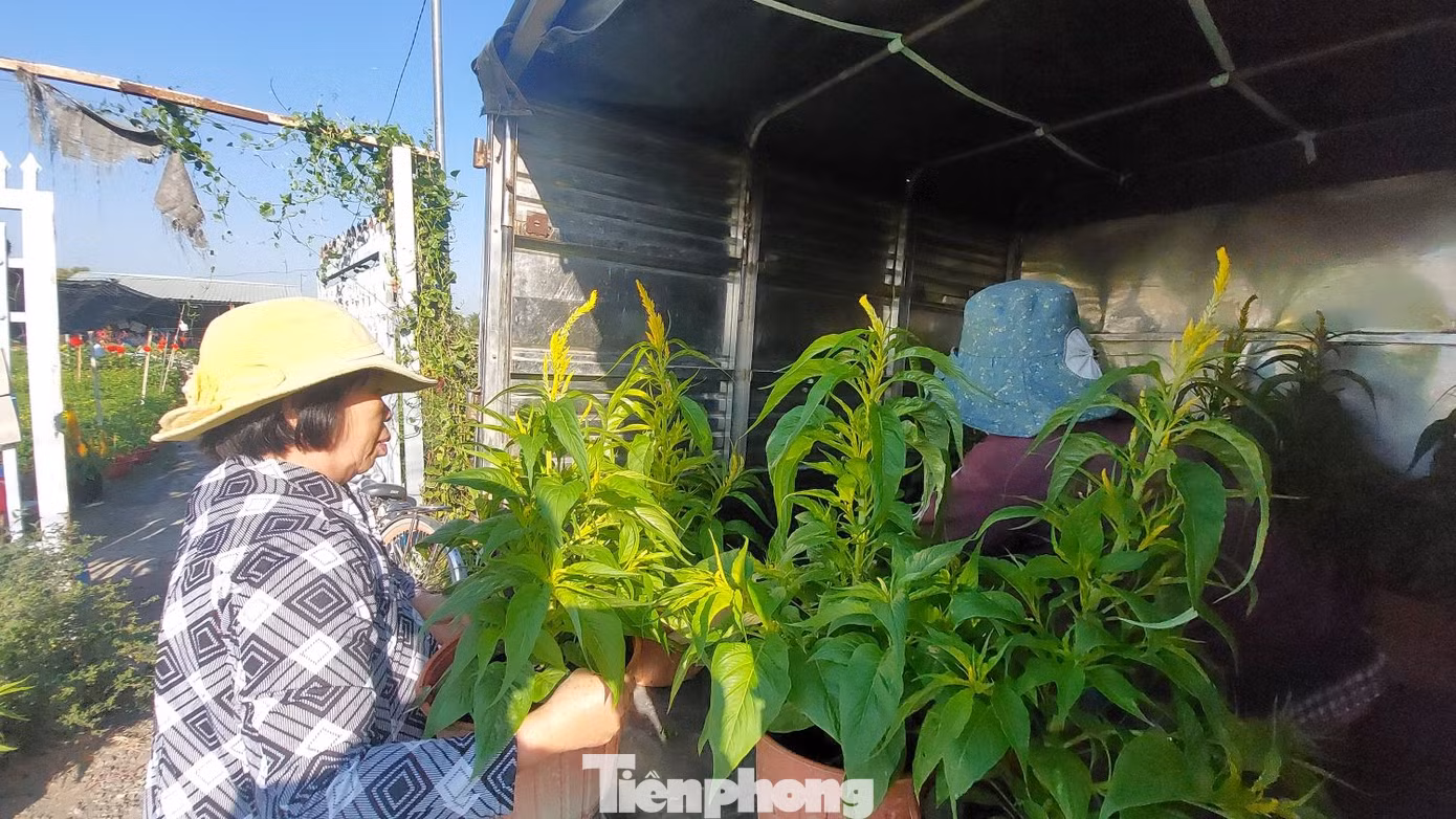 Một số thương lái đã bắt đầu thu mua hoa Tết để chuyển đến các điểm bán Một số thương lái đã bắt đầu thu mua hoa Tết để chuyển đến các điểm bán