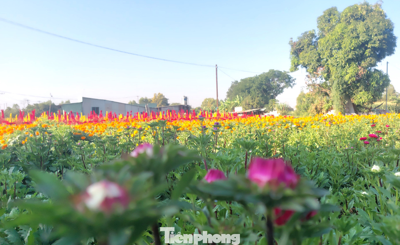 Như mọi năm, làng hoa này vẫn trồng những loại quen thuộc như hoa vạn thọ, hoa cúc, hoa hướng dương, hoa mào gà…