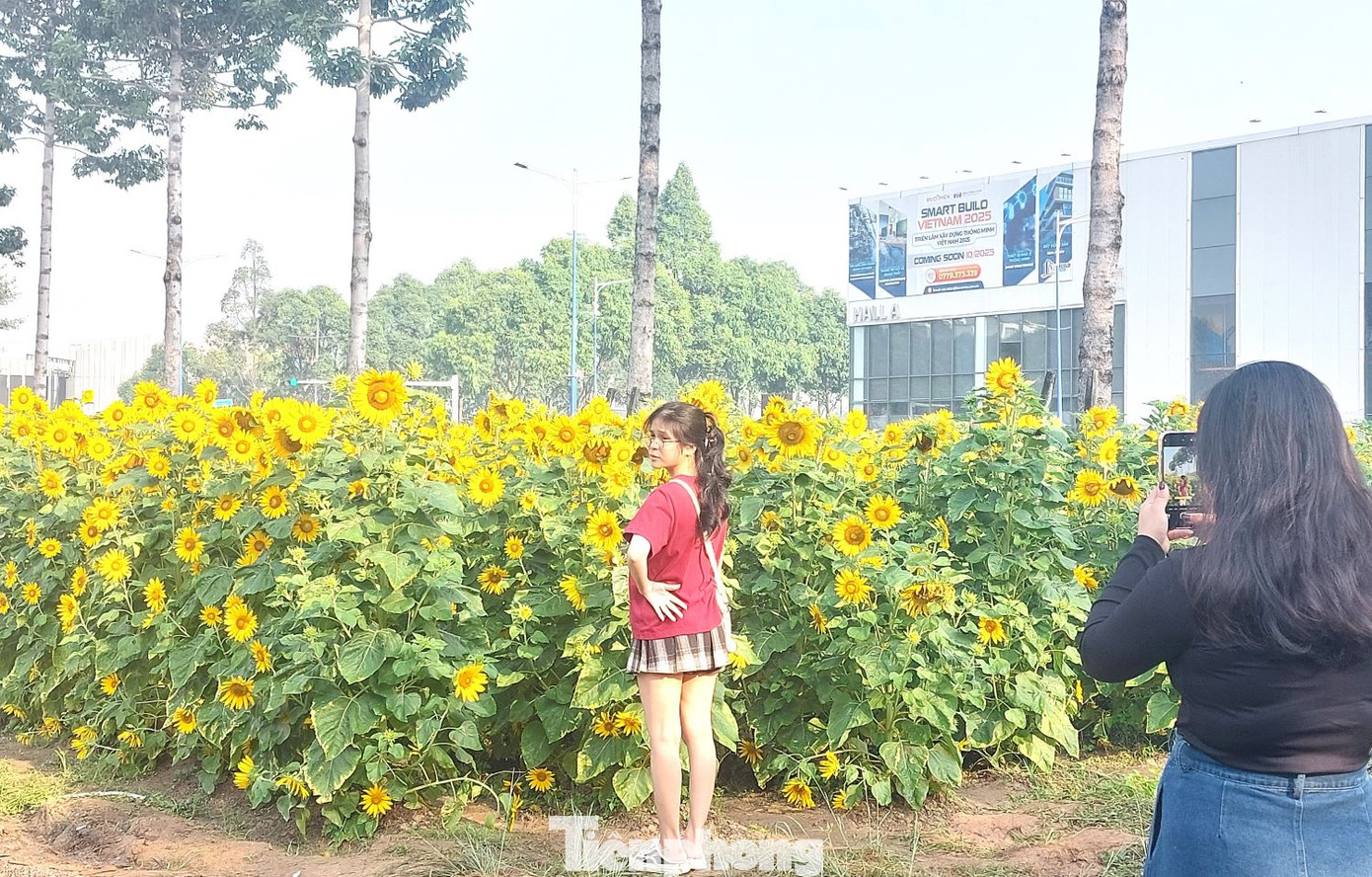 Những ngày gần Tết Nguyên đán, vườn hoa hướng dương thu hút đông đảo người dân đến đây, nhất là giới trẻ.