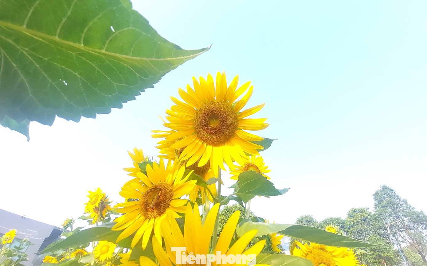 Vườn hoa hướng dương này do một doanh nghiệp nhà nước trồng và chăm sóc, người dân được vào tham quan, chụp ảnh miễn phí.