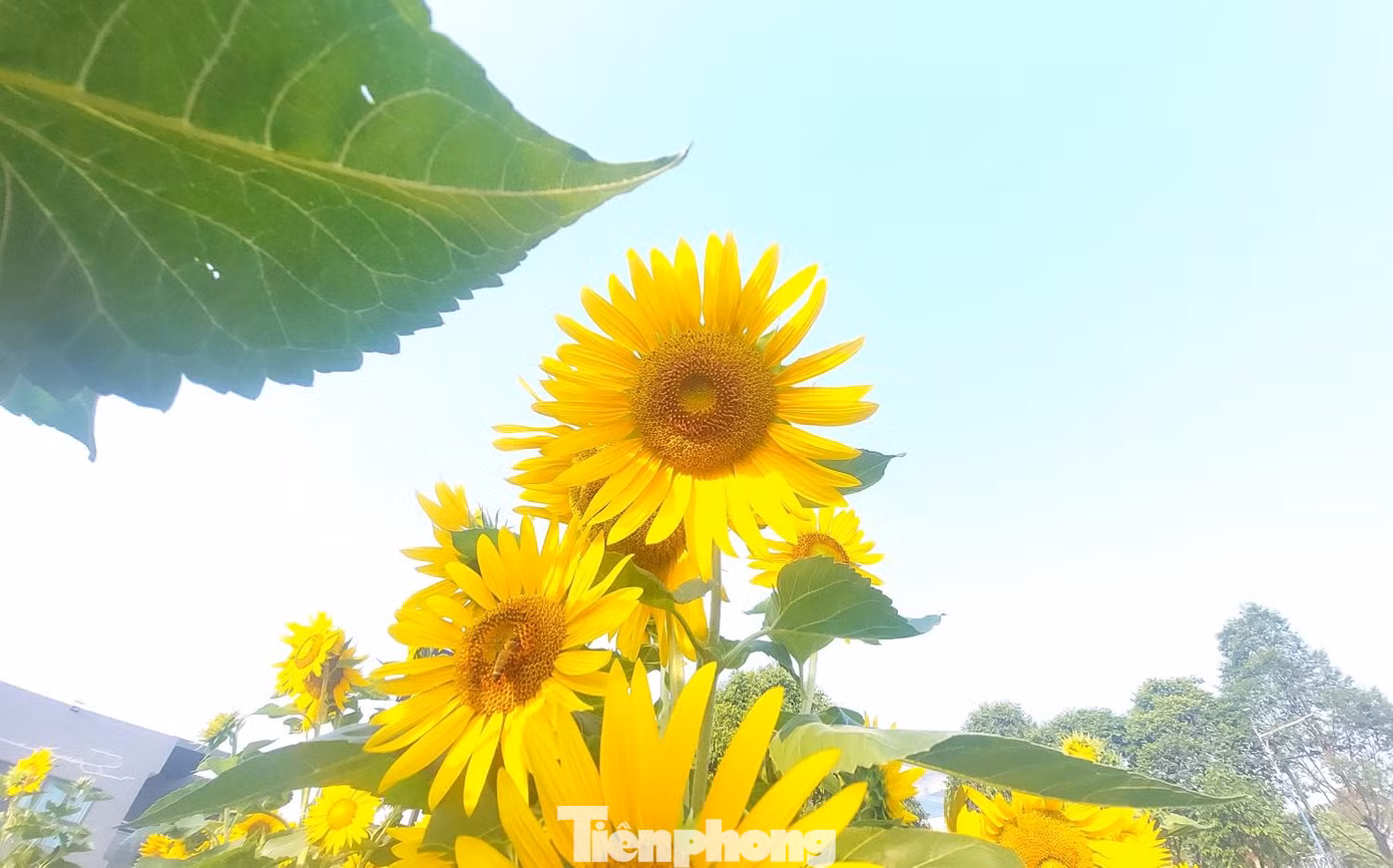 Vườn hoa hướng dương này do một doanh nghiệp nhà nước trồng và chăm sóc, người dân được vào tham quan, chụp ảnh miễn phí.