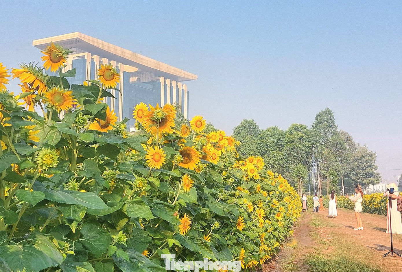 Vườn hoa hướng dương trở thành điểm "check in" lý tưởng của người dân địa phương.