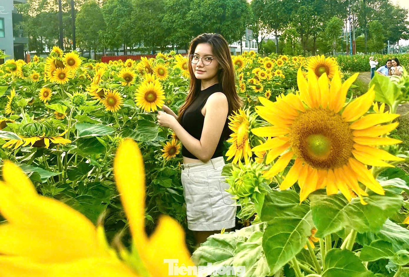 Vườn hoa hướng dương có diện tích khoảng 1.000 m2 ở góc đường Hùng Vương - Lý Thái Tổ thuộc phường Hòa Phú (TP.Thủ Dầu Một).
