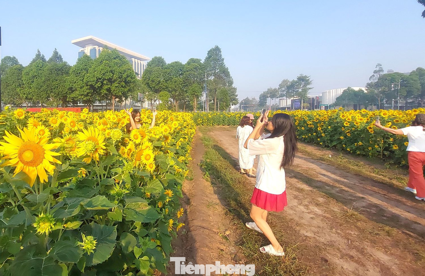 Hoa hướng dương bung nở vàng rực rỡ, cảnh đẹp như tranh thu hút không chỉ giới trẻ mà nhiều người lớn tuổi cũng đến đây từ sáng sớm để ngắm hoa khoe sắc.