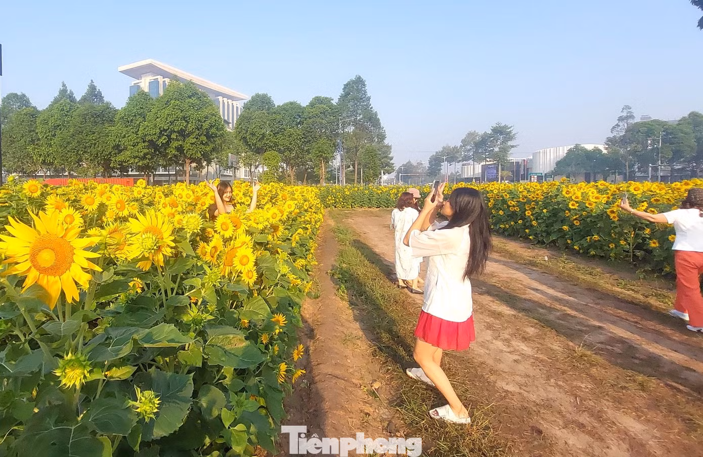 Hoa hướng dương bung nở vàng rực rỡ, cảnh đẹp như tranh thu hút không chỉ giới trẻ mà nhiều người lớn tuổi cũng đến đây từ sáng sớm để ngắm hoa khoe sắc.