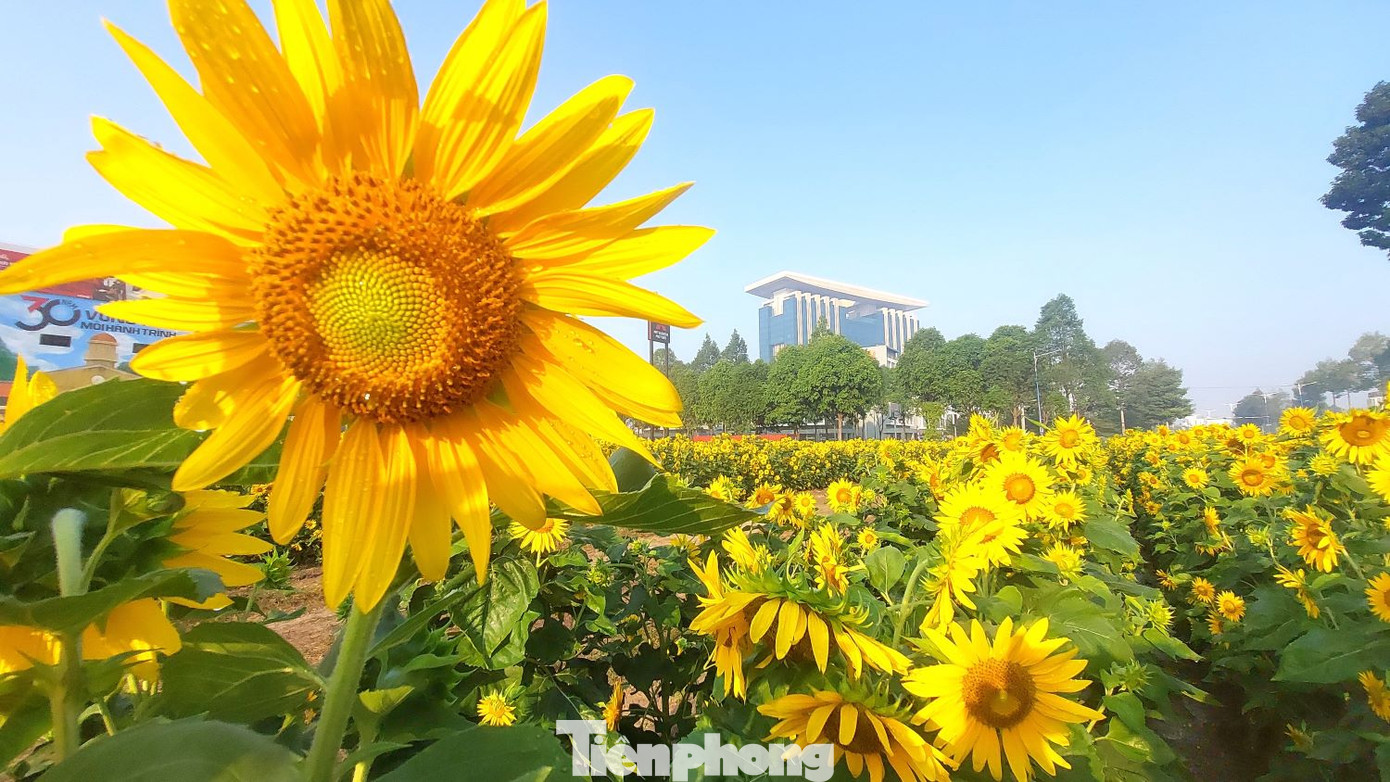 Ghi nhận của phóng viên báo Tiền Phong, tiết trời ở Bình Dương hiện se lạnh, có sương. Ngay từ sáng sớm, rất đông người dân đến vườn hoa hướng dương nằm sau lưng tòa nhà Trung tâm hành chính tỉnh Bình Dương để chụp ảnh.