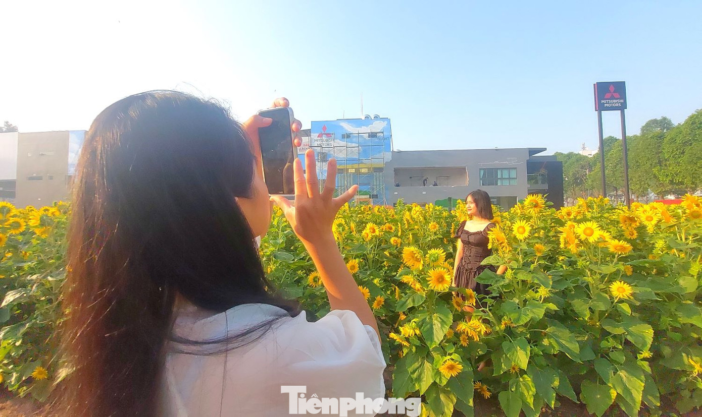 Hoa hướng dương khoe sắc trong ánh nắng buổi sáng tạo nên khung cảnh rất đẹp.