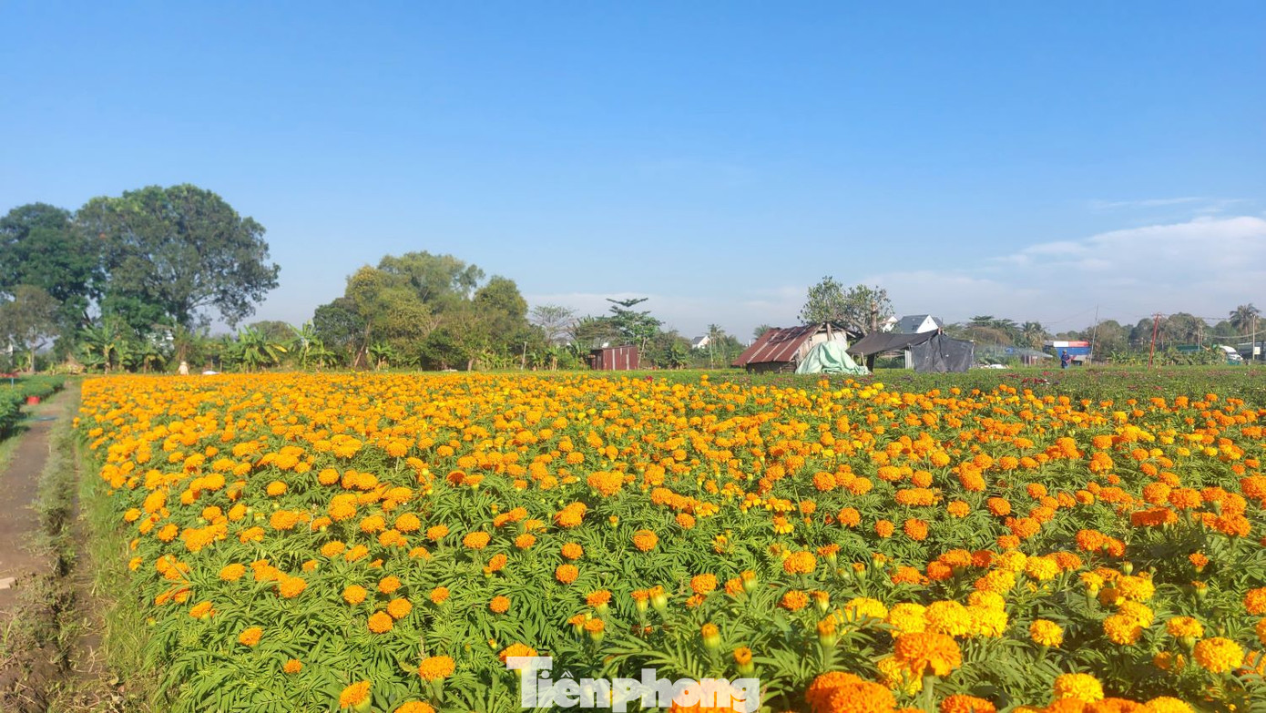 Hoa vạn thọ đồng loạt nở vàng những ngày cận Tết