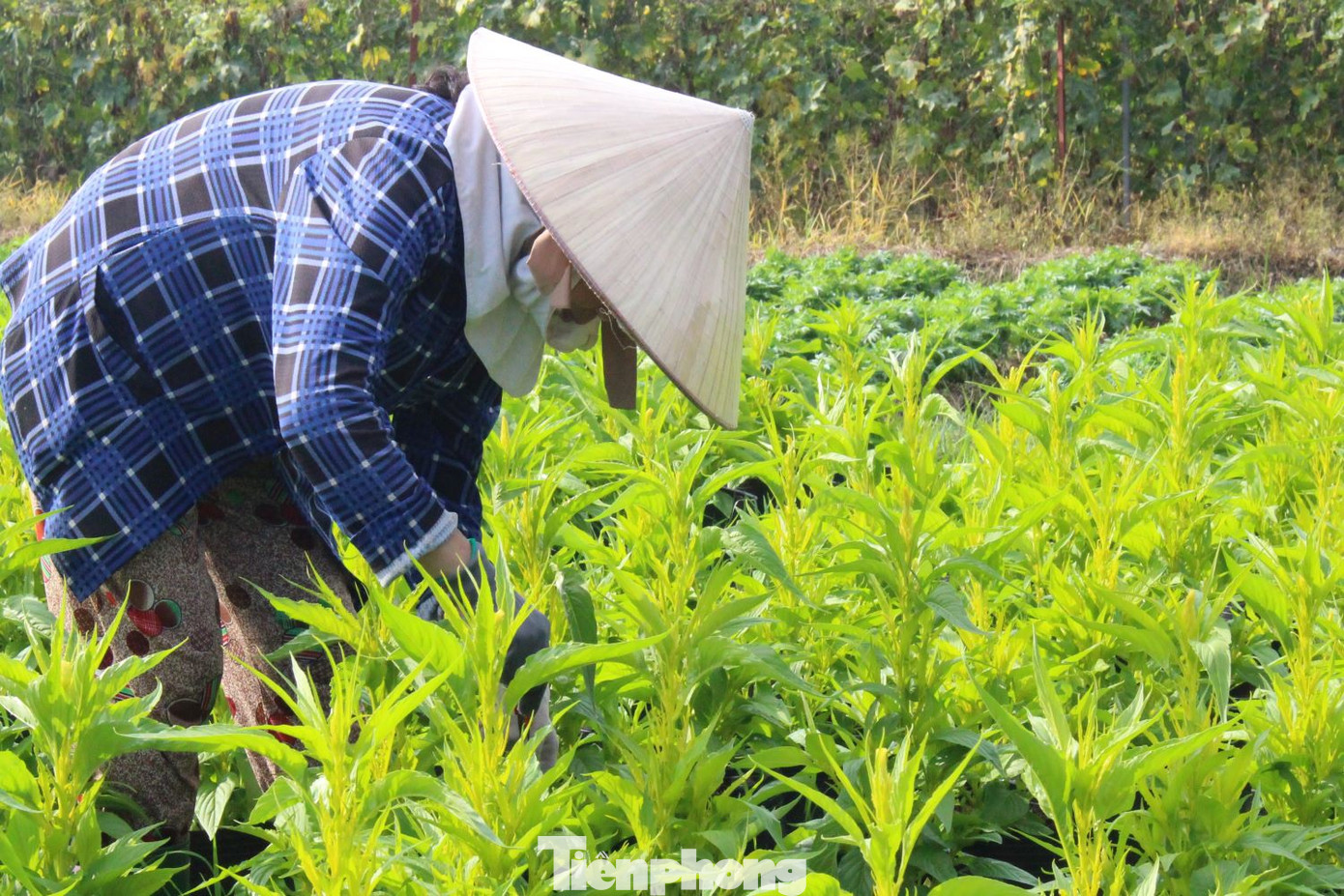 Cánh đồng hoa ngày thường được dành để trồng rau củ quả, đến cuối năm mới trồng hoa Tết.