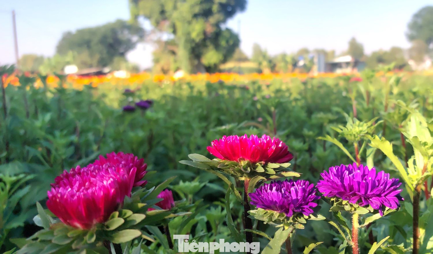 Những cánh hoa khoe sắc