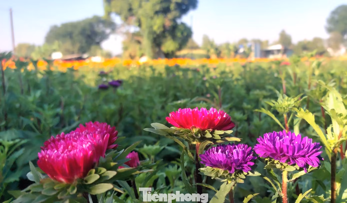 Những cánh hoa khoe sắc Những cánh hoa khoe sắc