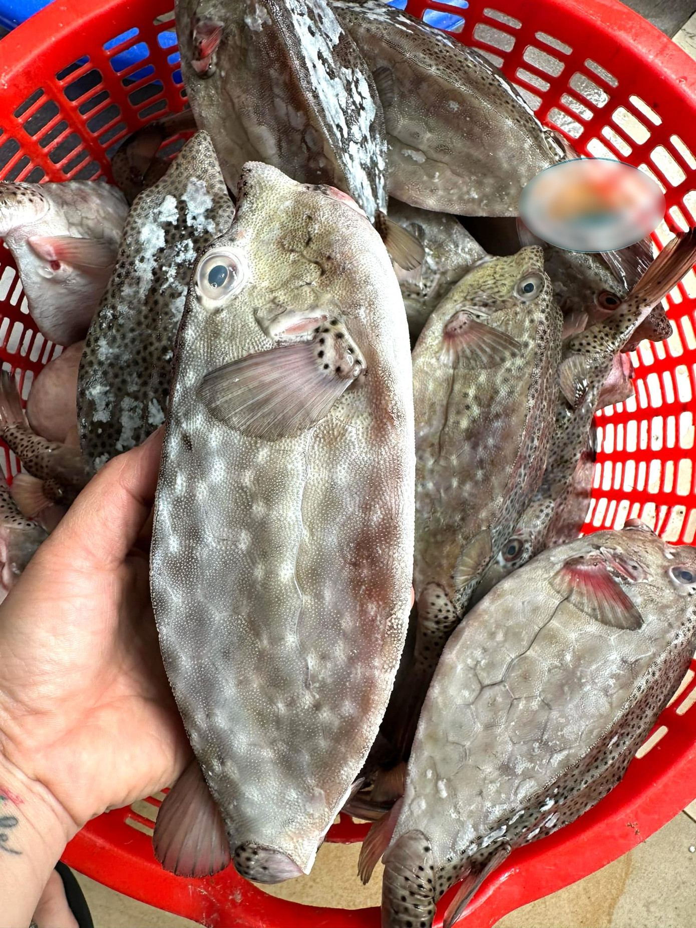 Cá bò hòm có đầu và mặt giống con bò, thân vuông vức. Ảnh: Hải Sâm Vàng.