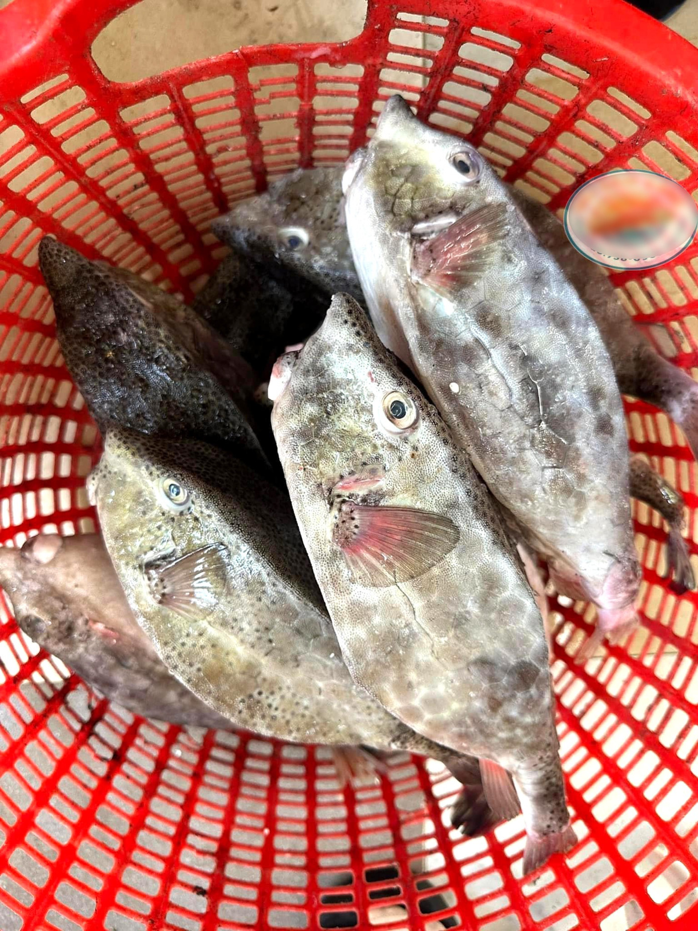 Cá bò hòm có đầu và mặt giống con bò, thân vuông vức. Ảnh: Hải Sâm Vàng.