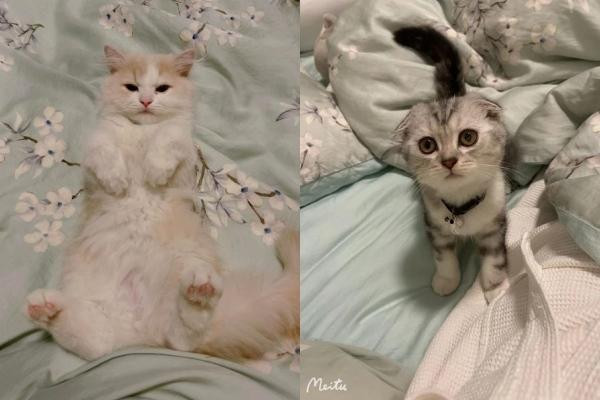 Uyên Tô mong đối phương nhường hoặc bán lại hai chú mèo. Uyên Tô mong đối phương nhường hoặc bán lại hai chú mèo.