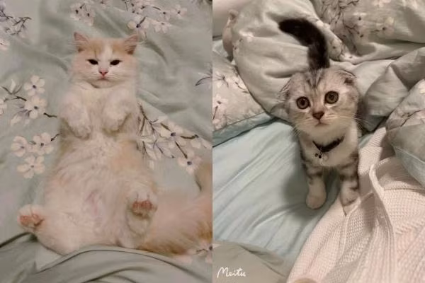 Uyên Tô mong đối phương nhường hoặc bán lại hai chú mèo.