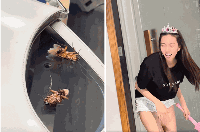 Biết Thùy Tiên sợ gián, bé Hai &quot;thả nhẹ&quot; tiểu cường để hù người đẹp.