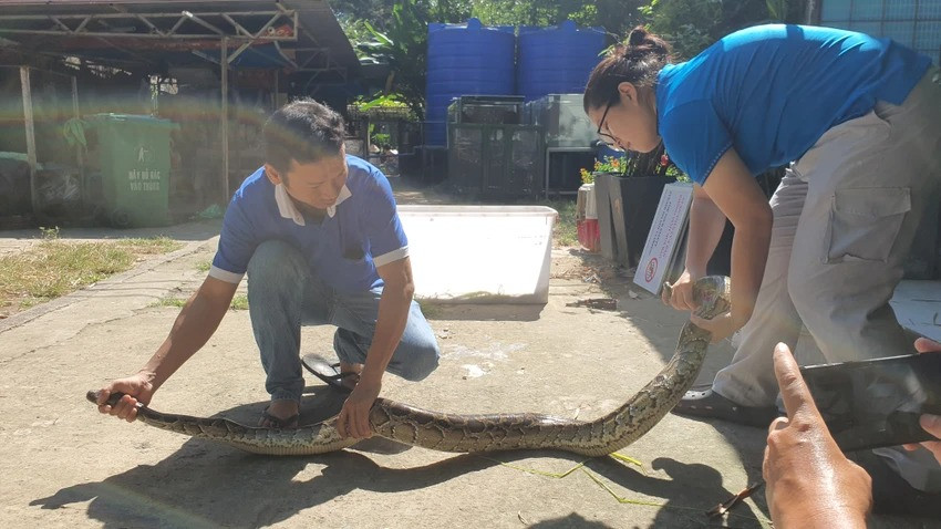 Con trăn hiện đang được chăm sóc sức khỏe tại Thảo Cầm Viên . Ảnh: NT Con trăn hiện đang được chăm sóc sức khỏe tại Thảo Cầm Viên . Ảnh: NT