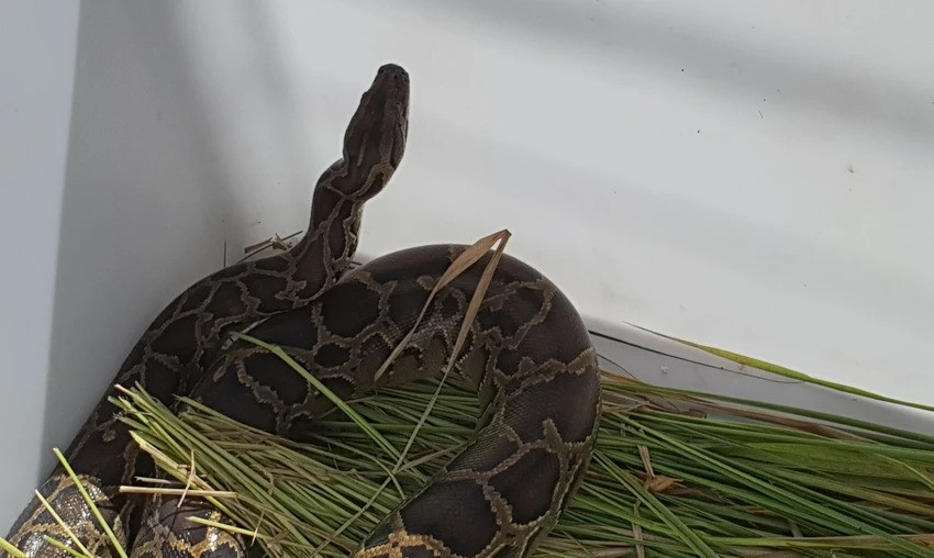 Con trăn dài khoảng hai mét được người dân bàn giao cho cơ quan chức năng. Ảnh: NT Con trăn dài khoảng hai mét được người dân bàn giao cho cơ quan chức năng. Ảnh: NT