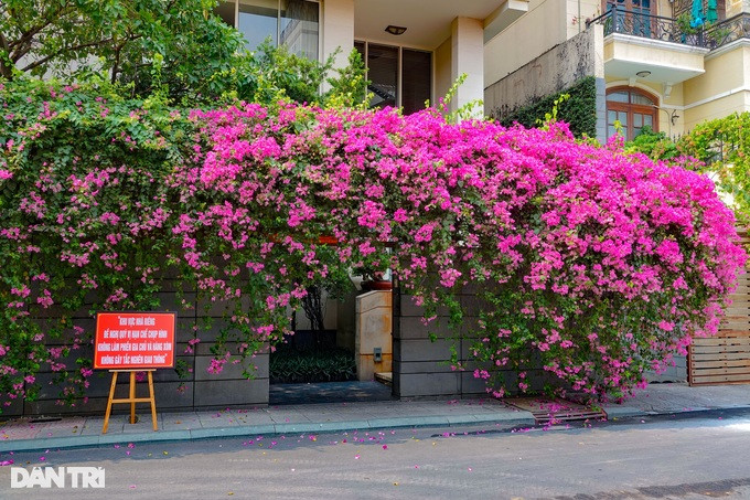 Ngôi nhà với giàn hoa giấy tuyệt đẹp phía trước, vừa treo bảng "xin" giới trẻ đừng làm phiền (Ảnh: Nguyễn Vy). Ngôi nhà với giàn hoa giấy tuyệt đẹp phía trước, vừa treo bảng "xin" giới trẻ đừng làm phiền (Ảnh: Nguyễn Vy).